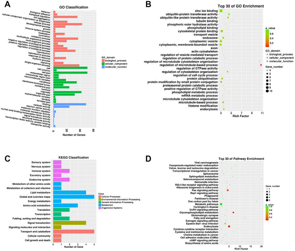 Functional annotation of parental mRNAs of DECs in the SN of 6Mon and 24Mon rats. (A) GO classification, (B) Top 30 GO enrichments, (C) KEGG classifications, (D) Top 30 KEGG pathway enrichments.