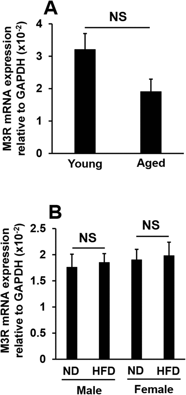 Effects of aging or high-fat diet feeding on M3R mRNA expression in lacrimal glands. M3R mRNA expression levels in young and aged mice (N=7-8) (A), and in mice fed a normal diet (ND) or high-fat diet (HFD) for 8 weeks (N=4-5) (B). Values are presented as means ± SEM. NS, not significant (an unpaired Student’s t-test).