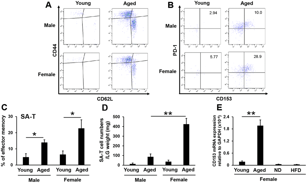 SA-T cells accumulate in lacrimal glands of aged mice, particularly in female mice. (A and B) Naïve (CD44loCD62Lhi) and effector memory (CD44hiCD62Llo) expression in CD4+ T cells (A), or PD-1+CD153+ expression in effector memory CD4+ T cells (B) in the lacrimal glands of young and aged mice. Results are representative of those from each group of mice. (C and D) Proportions (N=5) (C) and numbers adjusted by the lacrimal gland (LG) weight (N=4) (D) of PD-1+CD153+ cells gated on effector memory CD4+ T cells in the LG of young and aged mice. (E) CD153 mRNA expression levels in the LG of young and aged female mice, and of female mice fed a normal diet (ND) or high-fat diet (HFD) for 8 weeks (N=4-5). Values are presented as means ± SEM. *pt-test).