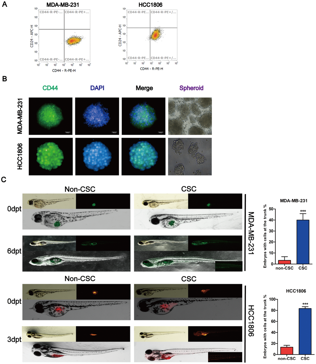 Identification of stem cell-like properties in breast cancer cell lines. (A) Identification of the purity of tumor stem cell markers sorted from magnetic beads. (B) MDA-MB-231 and HCC1806 tumor spheres were dyed with antibodies for breast cancer stem cell-related marker and DAPI for nuclei. Fluorescence images were captured using an Operetta® High Contents Screening System. (C) A representative image of MDA-MB-231-GFP (green) and DiI-labeled HCC1806 (red) cells that were implanted in zebrafish embryos at 48 hpf. Non-CSC cells remained in the yolk sac, whereas CSC cells were distributed to the tail (lower right part shows the magnification image of cell migration (larvae stage, n = 30 per group). Right panel, analysis of the percentage of fish with cells at the trunk.