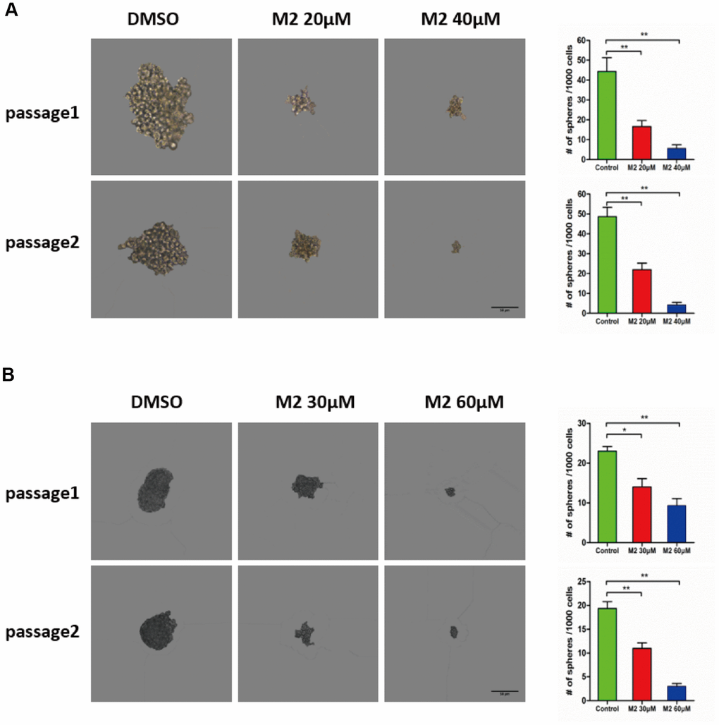 Gomisin M2 suppresses CSC self-renewal. (A) MDA-MB-231 cells were treated with 20 μM or 40 μM Gomisin M2 or DMSO control for 48 h. In the absence of Gomisin M2, the first and second passages that were derived from Gomisin M2-treated primary tumor spheres produced a smaller number of spheres compared with the DMSO control. (B) HCC1806 cells were treated with 30 μM or 60 μM Gomisin M2 or DMSO control for 48 h. The same method was applied to HCC1806 cells. Right panel, the number of two-passage spheres compared with the control. The data are presented as the mean ± SD. **, P