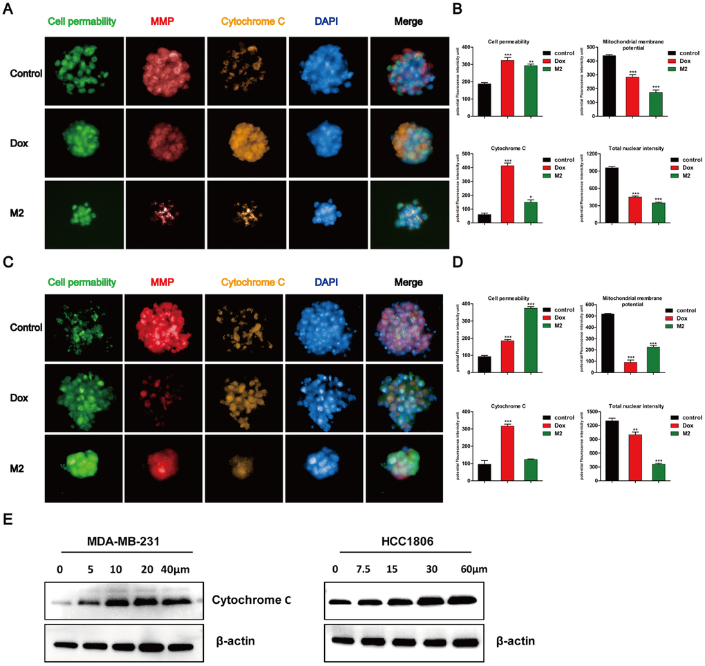 Tumor spheres treated with Gomisin M2 for 48 h. Treated MDA-MB-231 (A) and HCC1806 (C) tumor spheres were stained with cell permeability, MMP, cytochrome c, and DAPI dyes. Tumor spheres treated with 0.1% vehicle DMSO were used as negative controls. Doxorubicin was used as positive control. (B) The quantitative data of panel A (MDA-MB-231) tumor spheres. The flourecence intencity of cell permeability, MMP, cytochrome c and total nuclear are shown. (D) The quantitative data of panel C (HCC1806) tumor spheres. The flourecence intencity of cell permeability, MMP, cytochrome c and total nuclear are shown. ** p E) Western blot analysis of cytosolic cytochrome c release in the cytosol of MDA-MB-231 and HCC1806 cell lines after 48 h of treatment, respectively.