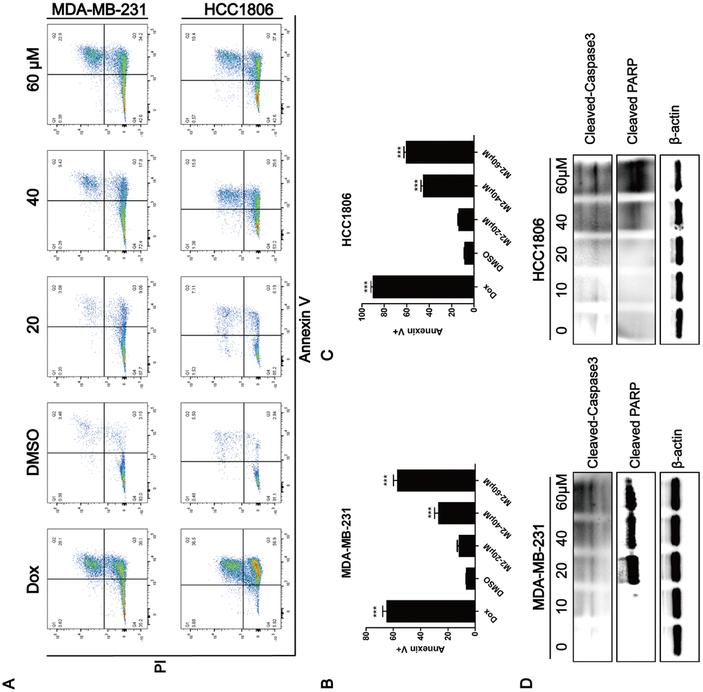 Induction of apoptosis by Gomisin M2. (A) After 48 h of incubation with Gomisin M2 at the indicated concentrations, cell apoptosis was assessed by flow cytometry after staining with propidium iodide (PI) and Annexin V. Doxorubicin was used as positive control. (B) The quantitative data of panel a (MDA-MB-231 cells). The percentages of Annexin V-positive cells are shown. ** p C) The quantitative data of panel a (HCC1806 cells). (D) Western blot analysis of apoptotic hallmarks, treated with different doses of Gomisin M2 for 48 h.