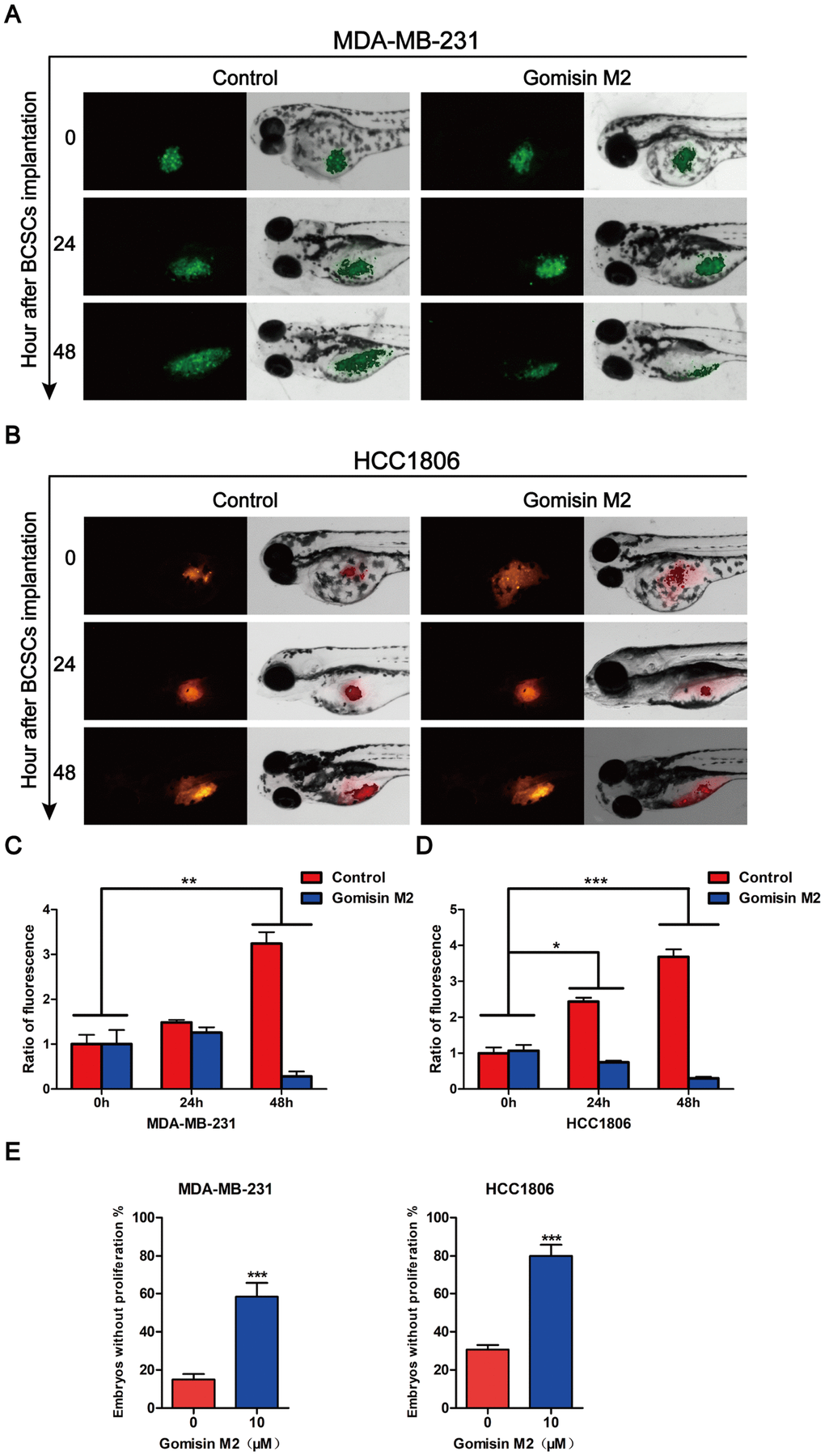 Gomisin M2 inhibits tumor growth in zebrafish. Cancer stem cells enriched MDA-MB-231-GFP (green) (A) or HCC1806 (red) (B) cells were microinjected into zebrafish embryos (larvae stage, n = 30 per group). Fluorescence density was captured by fluorescence microscopy at 0, 24 and 48 h after implantation. (C) The quantitative data of panel A in green fluorescence intensity. (D) The quantitative data of panel B in red fluorescence intensity. *p E) Statistical analysis of panel A and B the percentages of embryos without proliferation in control and Gomisin M2 groups in 48 h.