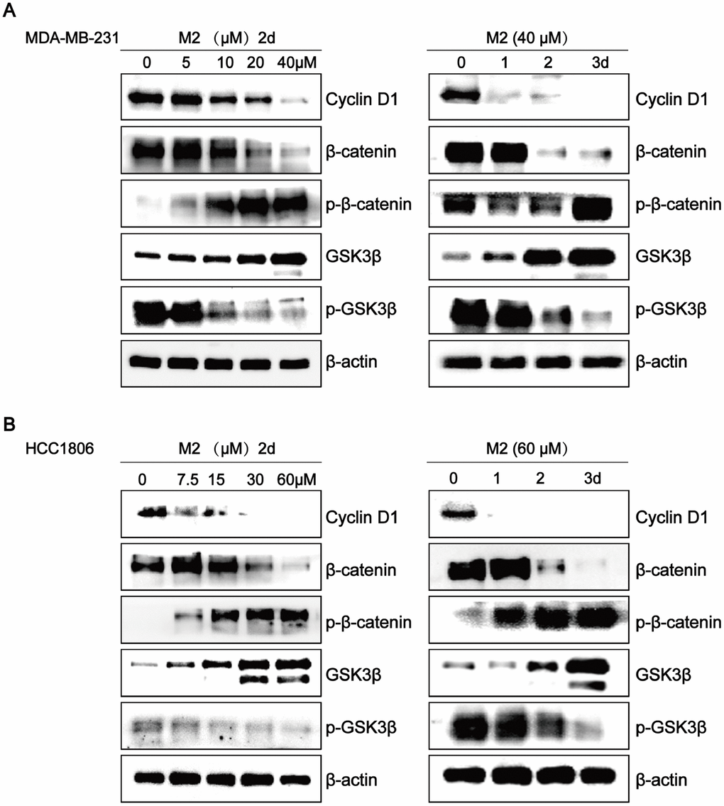 Gomisin M2 downregulates the Wnt/β-Catenin pathway in breast cancer cells. The effects of Gomisin M2 on expression levels of cyclin D1, β-catenin, GSK3-β, p-β-catenin, and p-GSK3β in MDA-MB-231 (A) and HCC1806 (B) cells. Cells were stimulated with increasing doses of Gomisin M2 for 48 h, and the same dose was applied at different time points. The experiment was repeated thrice with similar results.