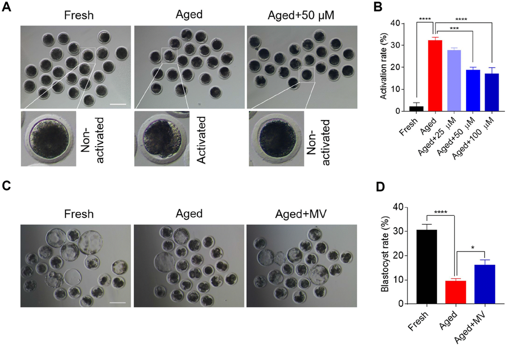 Mogroside V alleviates the deterioration in oocyte quality during in vitro ageing. After in vitro maturation for 44 h, oocytes that extruded the first polar body were continuously cultured in vitro with or without MV (25, 50 and 100 μM) for 24 h. (A) Views of oocytes after activation. (B) Activation rates of oocytes in the fresh, aged, and aged+MV groups. (C) Representative images of blastocysts from fresh, aged and aged+MV oocytes. (D) Blastocyst formation rates of fresh, aged and aged+MV oocytes. MV, mogroside V; Scale bar = 200 μm. The data are presented as the mean ± SEM of at least three independent experiments. * P P P 