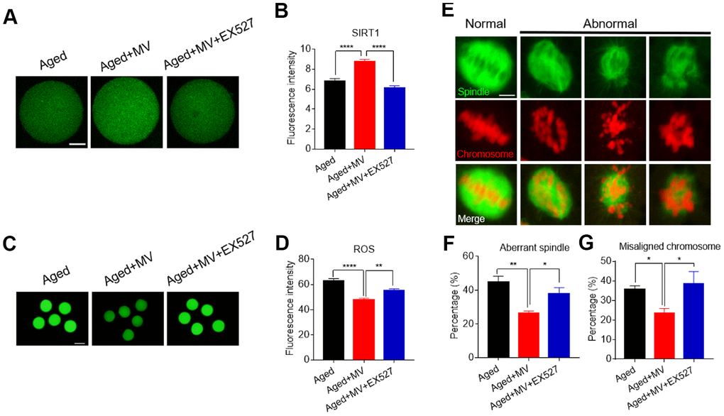 Inhibition of SIRT1 abolishes the protective effect of mogroside V on oocytes during in vitro ageing. After in vitro maturation for 44 h, oocytes that extruded the first polar body were continuously cultured in vitro with MV or MV plus the SIRT1 inhibitor EX527 for 24 h. (A) Representative images of aged, aged+MV and aged+MV+EX-527 oocytes stained with SIRT1 antibody. (B) Quantitative analysis of SIRT1 fluorescence intensity. (C) Representative images of aged, aged+MV and aged+MV+EX-527 oocytes stained with DCFH-DA. (D) Quantitative analysis of ROS fluorescence intensity. (E) Representative images of spindle morphologies and chromosome alignment in aged, aged+MV and aged+MV+EX-527 oocytes. (F) Quantitative analysis of the abnormal spindle formation rate. (G) Quantitative analysis of the misaligned chromosome rate. The data are presented as the mean ± SEM of at least three independent experiments. Mogroside V, MV; Scale bar, A = 50 μm, C = 200 μm, E = 5 μm. * P P P 