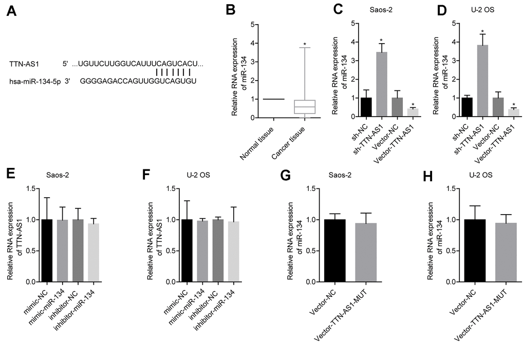 lncRNA TTN-AS1 targeted miR-134-5p. (A) The website predicted that lncRNA TTN-AS1 targeted miR-134-5p. (B) QPCR was used to detect the expression level of miR-134-5p in tumour tissues and adjacent tissues. (C, D) The effects of downregulation or upregulation of lncRNA TTN-AS1 on miR-134-5p are shown. (E, F) The effects of downregulation or upregulation of miR-134-5p on lncRNA TTN-AS1 are shown. (G, H) The effects of transfected mutant lncRNA TTN-AS1 on miR-134-5p are shown. *P 