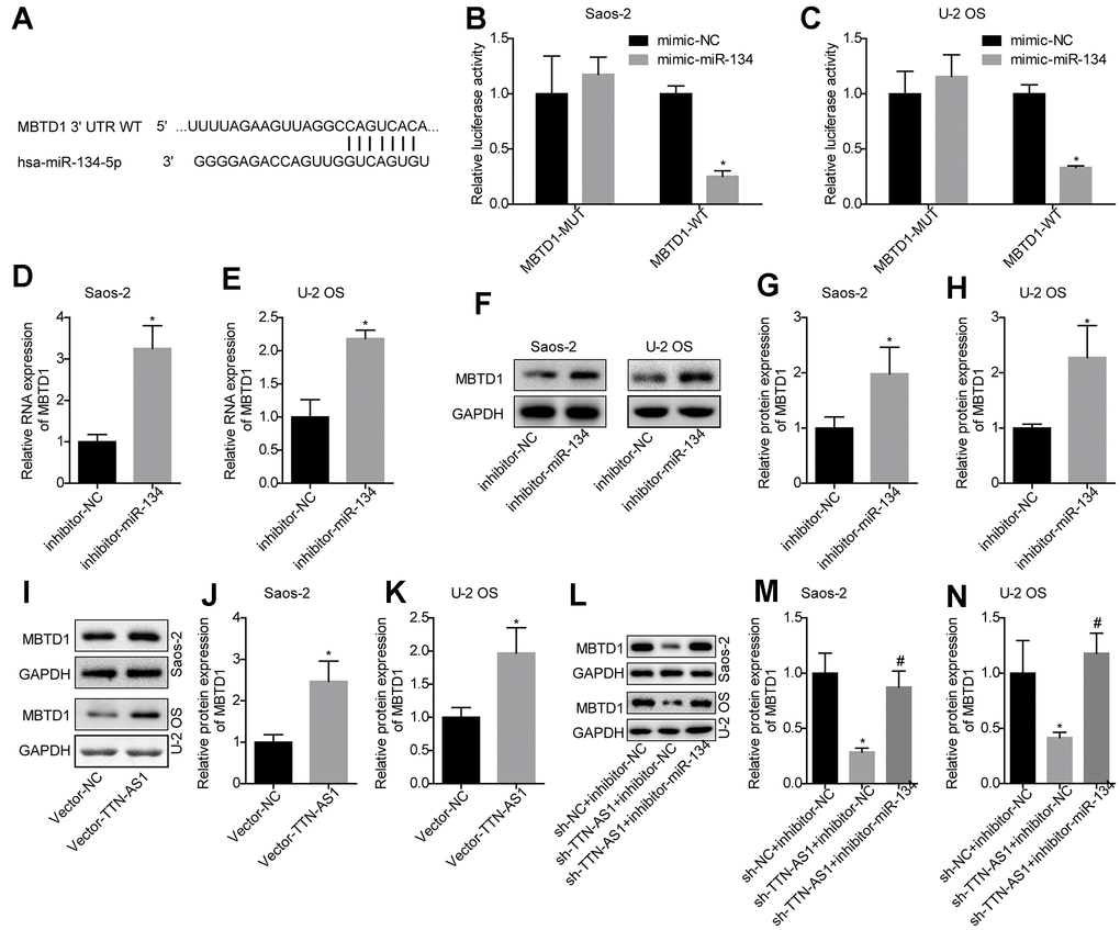 MiR-134-5p targets MBTD1, which is regulated by lncRNA TTN-AS1. (A) The website predicted that MBTD1 was the target gene of miR-134-5p. (B, C) The luciferase assay confirmed that miR-134-5p targets MBTD1. (D–H) The effects of down-regulating miR-134-5p on MBTD1 mRNA and protein expression levels are shown. (I–K) The effects of upregulation of lncRNA TTN-AS1 on MBTD1 protein expression are shown. (L–N) The effects of knockdown of lncRNA TTN-AS1 and miR-134-5p on MBTD1 protein expression are shown. *P #P 