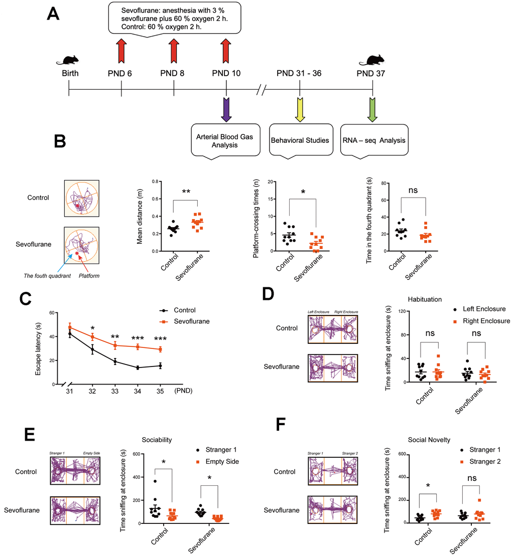 Cognitive function and social behaviors in young mice after multiple sevoflurane exposures during the neonatal period. (A) 3% sevoflurane 2 h daily on postnatal day (PND) 6, 8, and 10, arterial blood test on PND 10, behavioral test on PND 31–36, and RNA-seq analysis of hippocampal tissues on PND 37. (B) Morris water maze (testing phase on PND 36) showing longer mean distance from the original platform area and fewer platform-crossing times in the sevoflurane group, without significant difference in time spent in the fourth quadrant. (C) Morris water maze (training phase on PND 31–35) showing longer escape latency in the sevoflurane group. (D) Social interaction test on habituation showing no significant difference in time of sniffing at the left and right empty enclosures for both groups. (E) Social interaction test on sociability showing that both groups spent more time sniffing at Stranger 1 than at the empty enclosure. (F) Social interaction test on preference for social novelty showing that the control group, but not sevoflurane group, spent more time sniffing at Stranger 2 than Stranger 1. n = 10. *p p p 