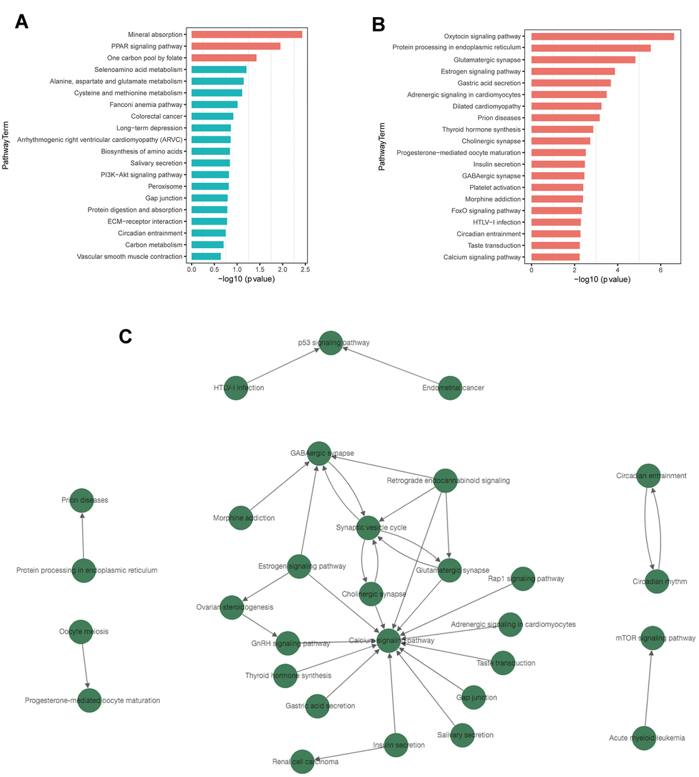 KEGG pathway enrichment and pathway-tree analysis. (A) Top 20 enriched pathways of up-regulated DEGs. (B) Top 20 enriched pathways of down-regulated DEGs. (C) Pathway-tree analysis showing relationship between pathway terms. Arrow source, an upstream signal pathway; arrow target, a downstream signaling pathway. Blue columns indicate pathways without significant difference.