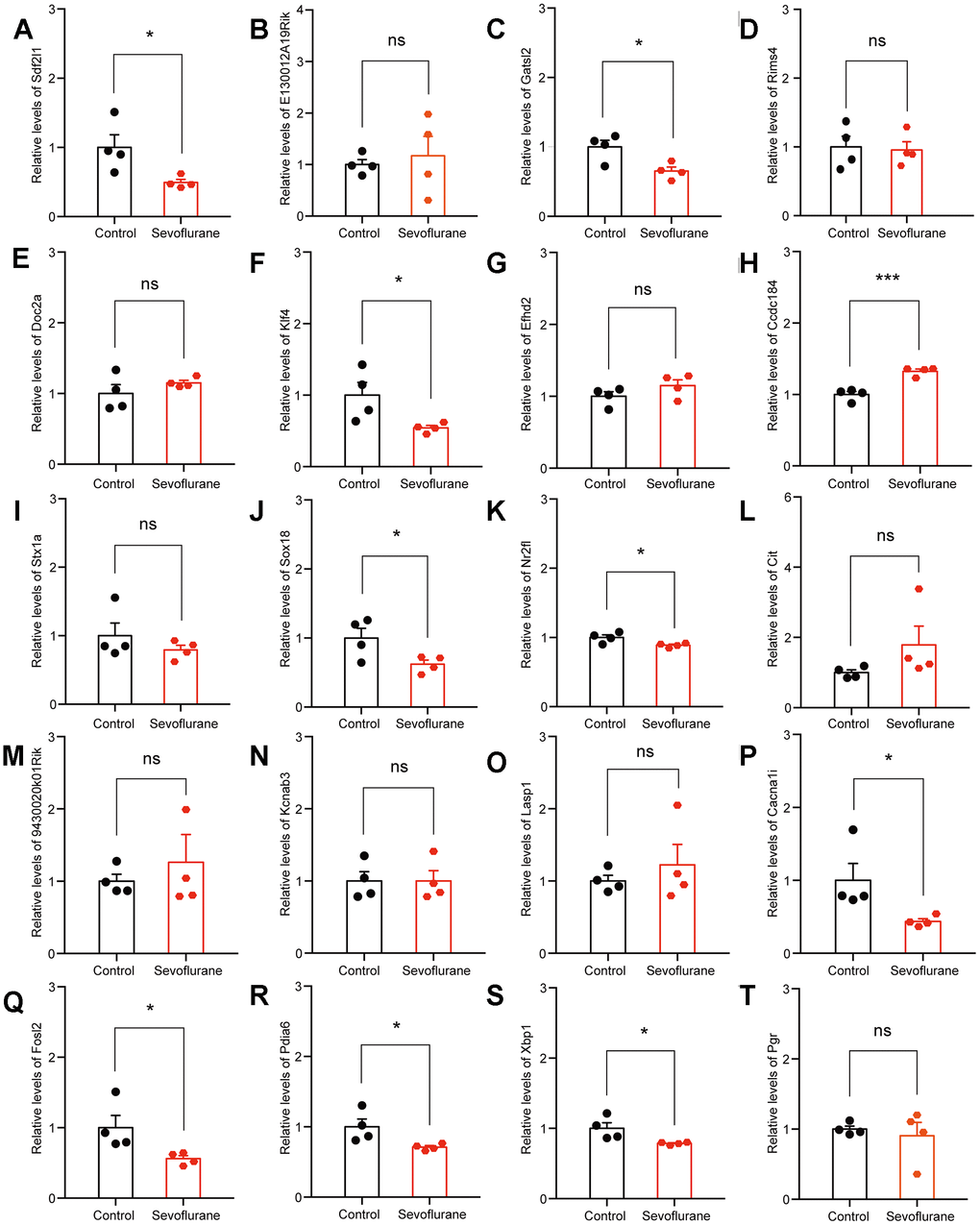 qPCR verification of top 20 down-regulated DEGs. (A) Sdf2l1. (B) E130012A19Rik. (C) Gatsl2. (D) Rims4. (E) Doc2a. (F) Klf4. (G) Efhd2. (H) Ccdc184. (I) Stx1a. (J) Sox18. (K) Nr2f1. (L) Cit. (M) 9430020K01Rik. (N) Kcnab3. (O) Lasp1. (P) Cacna1i. (Q) Fosl2. (R) Pdia6. (S) Xbp1. (T) Pgr. n = 4. *p p 