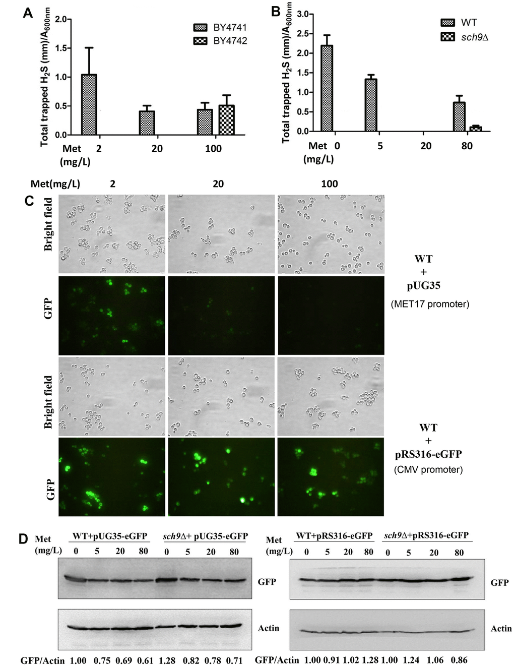 Decreased H2S production in Δsch9 cells is not due to methionine restriction. (A and B) H2S production was monitored 24 hours after inoculation of BY4741 and BY4742 cells or WT and Δsch9 cells (TB50a background) in the presence of indicated concentration of methionine in the SDC medium by using lead acetate strips. (C) Fluorescence microscopy of eGFP expression in BY4741 cell transformed with either pUG35-eGFP (with MET7 promoter) or pRS316-eGFP (without MET7 promoter). (D) Immunoblot analysis of GFP expression in WT and Δsch9 cells (TB50a background) with actin as loading control. Cells were transformed with either pUG35-eGFP (with MET7 promoter) or pRS316-eGFP (without MET7 promoter). The ratios of GFP to Actin are quantified by ImageJ and indicated below the lower panels.