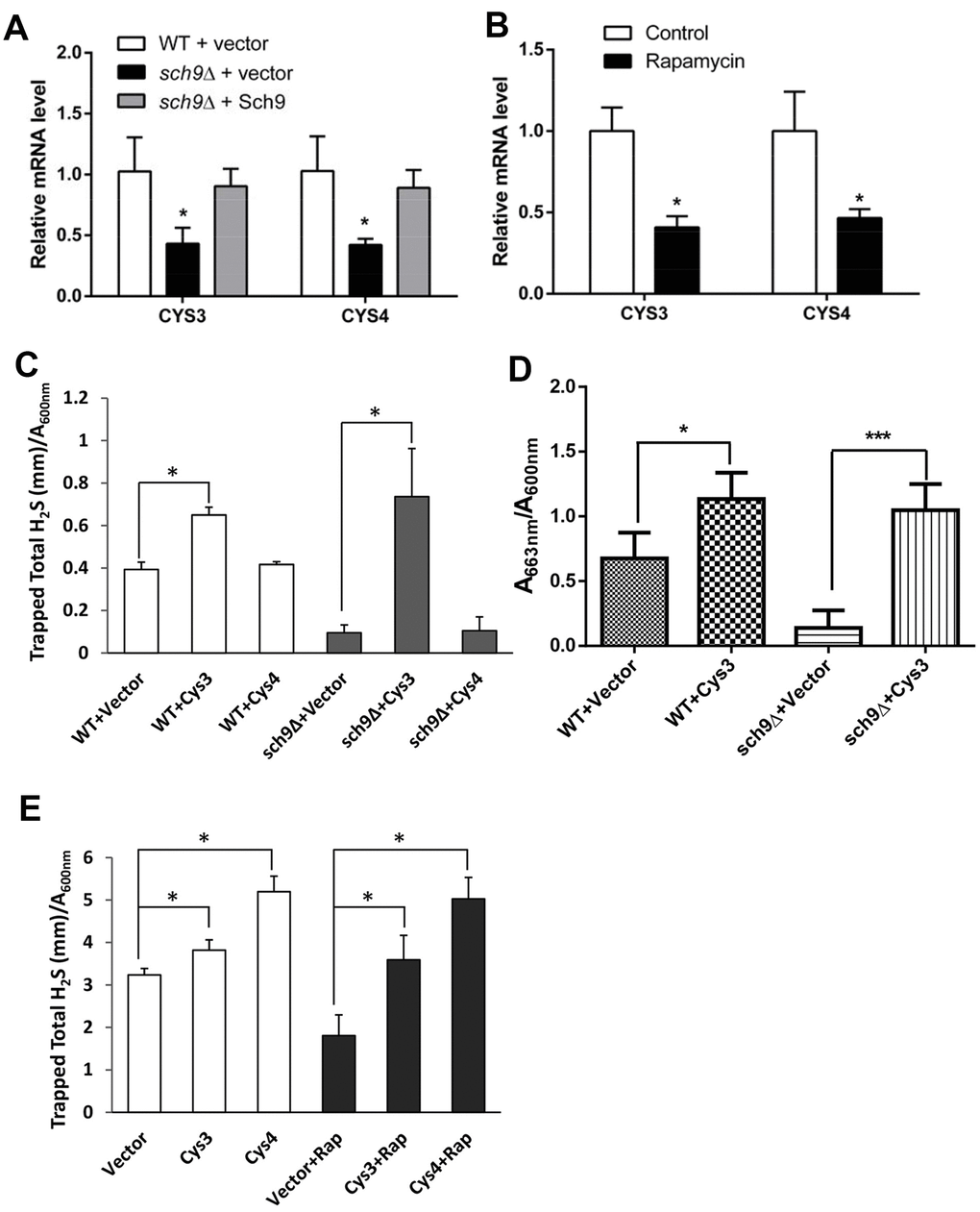 Transsulfuration enzymes are involved in the H2S production regulation by mTORC1-Sch9. (A and B) RT-qPCR analysis of CYS3 and CYS4 mRNA expression in TB50a cells in the presence or absence of Sch9 (A) or Rapamycin (B). (C and D) H2S production monitored by lead acetate strips (C) in WT and Δsch9 BY4741 cells or methylene blue assays (D) in WT and Δsch9 TB50a cells overexpressing CYS3 or CYS4 or with empty vector. (E) H2S production monitored by lead acetate strips in WT BY4741 cells overexpressing CYS3 or CYS4 or with empty vector with or without rapamycin treatment. (* p