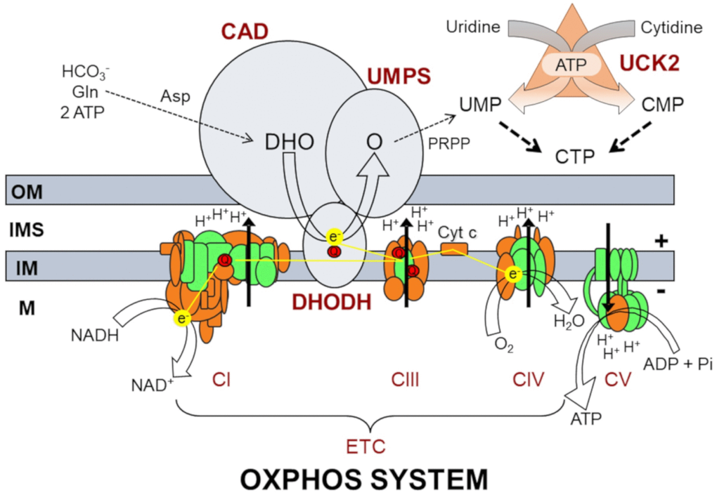 Oxidative phosphorylation system (OXPHOS) and biochemical pathways for pyrimidine nucleotide synthesis. OM, IMS, IM, and M code for mitochondrial outer membrane, intermembrane space, mitochondrial inner membrane, and mitochondrial matrix, respectively; ETC, electron transport chain; CI, CIII, CIV, CV and Cyt c code for respiratory complexes I, III, IV, ATP synthase and cytochrome c, respectively; Q, coenzyme Q10; NADH and NAD+, reduced and oxidized forms of nicotinamide adenine dinucleotide; H+, protons; e-, electrons; ADP, ATP and Pi, adenosine diphosphate, adenosine triphosphate, and inorganic phosphate; H2O, water; O2, oxygen; CAD, carbamoyl phosphate synthetase, aspartate transcarbamylase, dihydroorotase; DHODH, dihydroorotate dehydrogenase; UMPS, uridine monophosphate synthase; HCO3-, bicarbonate; Gln, glutamine; Asp, aspartate; DHO, dihydroorotate; O, orotate; PRPP, phosphoribosyl 5’-pyrophosphate; UMP, uridine monophosphate; CMP, cytidine monophosphate; CTP, cytidine triphosphate; UCK2, uridine cytidine kinase 2.