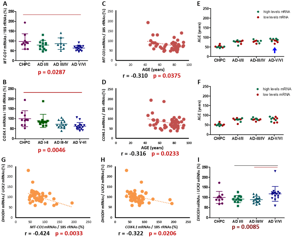 Entorhinal cortex MT-CO1 and COX4I1 mRNA levels. (A, B) MT-CO1 and COX4I1 mRNA levels, normalized by 18S rRNA, in different AD stages. Points represent individual samples and horizontal lines indicate mean ± standard deviation values. The p value for Kruskal-Wallis test is indicated under the graph. Red line indicates p C, D) Correlations between age and MT-CO1 or COX4I1 mRNA levels. (E, F) Age distribution, according to MT-CO1 or COX4I1 mRNA levels, in different AD stages. Green and red dots indicate higher and lower half MT-CO1 or COX4I1 mRNA levels, respectively. Blue arrow indicates significant differences, in age, between individuals with higher and lower MT-CO1 mRNA levels. (G, H) Correlations between MT-CO1 or COX4I1 mRNA levels and DHODH/UCK2 ratio. (I) DHODH/UCK2 ratio in different AD stages. Points represent individual samples and horizontal lines indicate mean ± standard deviation values. The p value for Kruskal-Wallis test is indicated under the graph. Black and red lines indicate p ≤ 0.05 or, fulfilling the Bonferroni/Dunn criteria, p 