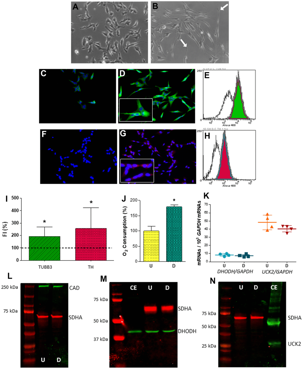 Expression of selected genes from pyrimidine nucleotide synthesis pathways in human neuroblastoma SH-SY5Y cells. (A, B) Representative optic microscopy images of (A) undifferentiated and (B) neuron-differentiated SH-SY5Y cells. White arrows point to neurites. (C, D) Representative immunofluorescence microscopy images of anti-TUBB3 stained (C) undifferentiated and (D) neuron-differentiated SH-SY5Y cells. Inset: enlarged figure detail. (E) Representative image of a flow cytometry histogram of anti-TUBB3 stained undifferentiated (white) and neuron-differentiated (green) cells. (F, G) Representative immunofluorescence microscopy images of anti-TH stained (F) undifferentiated and (G) neuron-differentiated SH-SY5Y cells. Inset: enlarged figure detail. (H) Representative image of a flow cytometry histogram of anti-TH stained undifferentiated (white) and neuron-differentiated (red) cells. (I) Graph showing the change of fluorescence intensity (FI) in TUBB3 and TH levels after neuronal differentiation. Dashed line (100 %) represents TUBB3 or TH mean values of undifferentiated cells. Bars indicate mean values and standard deviations in differentiated cells. N = 11. *: p J) Oxygen consumption of (U) undifferentiated and (D) neuron-differentiated cells. N = 3. *: p K) DHODH and UCK2 mRNA levels in (U) undifferentiated and (D) neuron-differentiated cells. Points represent individual samples and horizontal lines indicate mean ± standard deviation values. N = 4. (L–N) Representative images of western blots for (L) CAD (N = 2), (M) DHODH (N = 3) and (N) UCK2 (N = 2) proteins. CE, commercial enzyme; SDHA, succinate dehydrogenase subunit A. 70 μg of cell protein was used in these western blots (L–N).