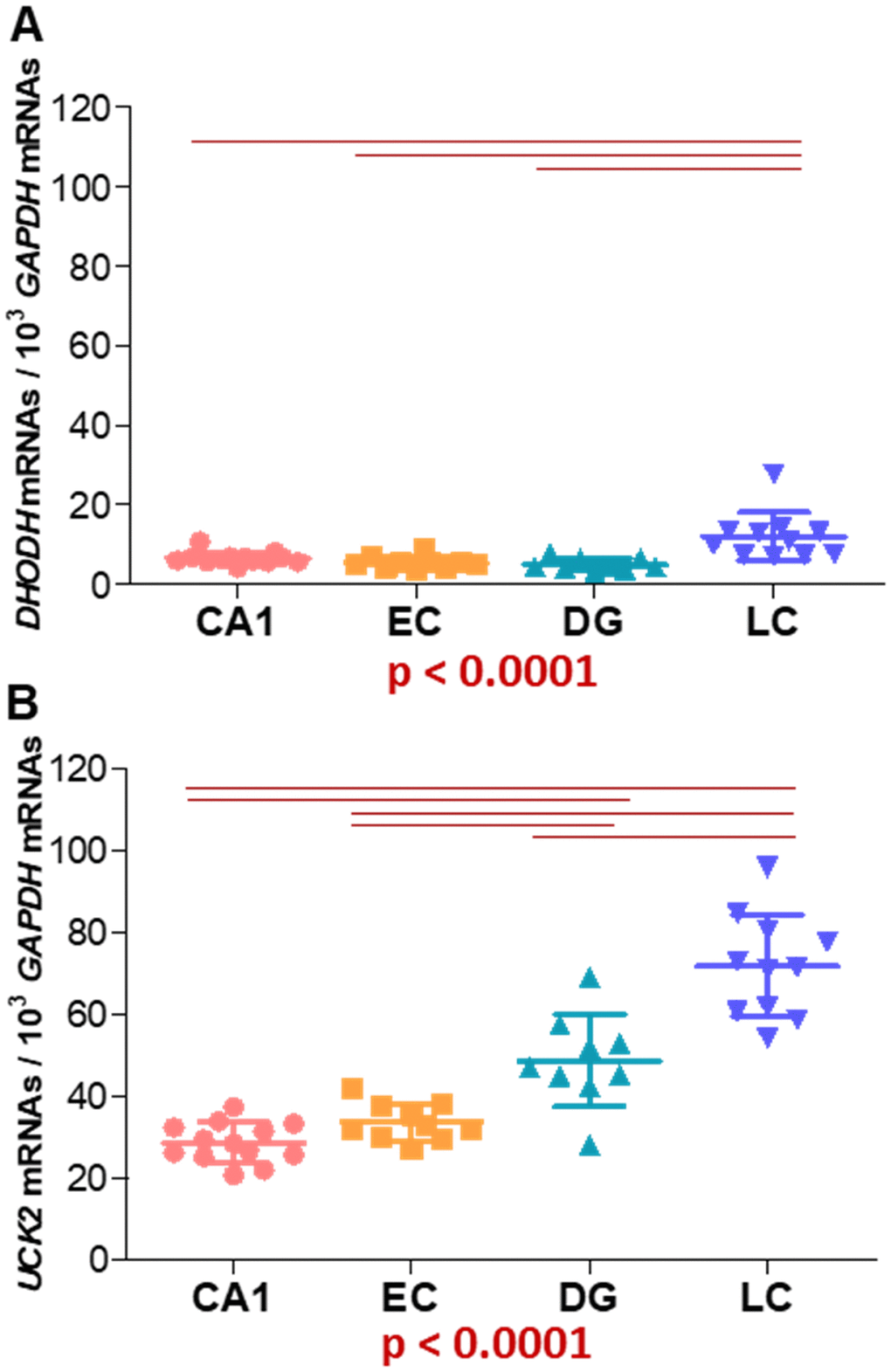 Expression of genes encoding (A) DHODH and (B) UCK2 proteins from both pyrimidine nucleotide synthesis pathways. GAPDH mRNA levels have been used to normalize. CA1: hippocampal cornus ammon 1; EC: entorhinal cortex; DG: dentate gyrus; LC: locus ceruleus. Points represent individual samples and horizontal lines indicate mean ± standard deviation values. P values for Kruskal-Wallis tests are indicated under the graphs. Horizontal red lines indicate between-regions p values (p 