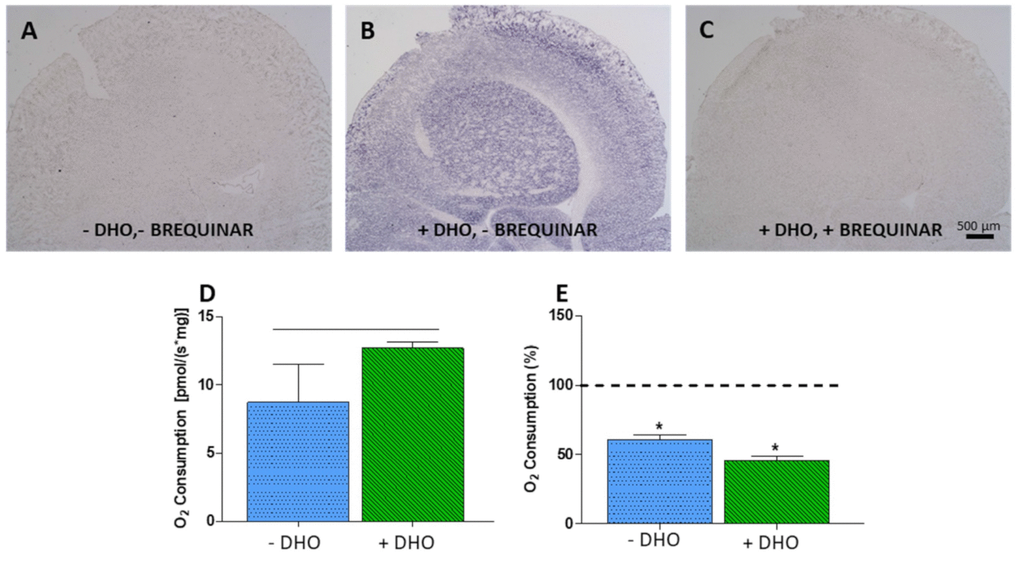 DHODH activity. (A–C) Histochemical detection of DHODH activity in adult mouse brain. (A) Negative control, no dihydroorotate (DHO) added. (B) DHODH activity, DHO added. (C) DHODH activity inhibition, DHO and its inhibitor Brequinar (20 μM) added. (D) Oxygen consumption increment in adult mouse brain after addition of DHO; horizontal black line indicates significant difference. (E) Inhibition of oxygen consumption by leflunomide in brain homogenate with (green) and without (blue) addition of DHO. Dashed line (100 %) indicates mean values of oxygen consumption in uninhibited cells. Bars indicate oxygen consumption in leflunomide inhibited cells N = 3. *: p 