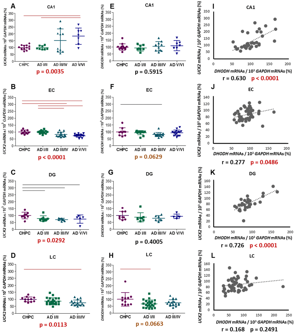 mRNA levels of selected genes encoding proteins from both pyrimidine nucleotide synthesis pathways. Graphs represent mean ± standard deviation values of UCK2 (A–D), DHODH (E–H), and DHODH - UCK2 correlations (I–L); respectively. GAPDH mRNA levels have been used to normalize. CA1: hippocampal cornus ammon 1; EC: entorhinal cortex; DG: dentate gyrus; LC: locus ceruleus. Each point represents an individual sample. The p values for Kruskal-Wallis or ANOVA tests are indicated under the graphs. Red and black horizontal lines indicate significant p values, fulfilling (p 