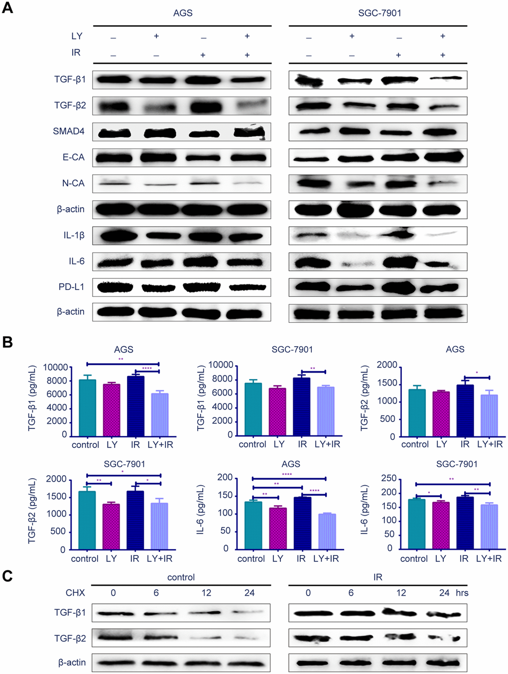Effect of LY with or without irradiation on the gene expression of GC cell lines. (A) Western blot analysis: representative results of the TGF-β1, TGF-β2, SMAD4,E-CA, N-CA, IL-1β, IL-6, PD-L1 and γ-H2AX expressions in GC cells after LY with or without irradiation treatment. (B) ELISA: the expression of TGF-β1, TGF-β2 and IL-6 in culture medium of GC cells after LY with or without irradiation treatment. (C) Western blot analysis: the protein stability of TGF-β1 and TGF-β2 regulated in response to irradiation. All data represent three independent experiments, mean ± SEM, *P0.05, **P0.01, ***P0.001, ****P0.0001.