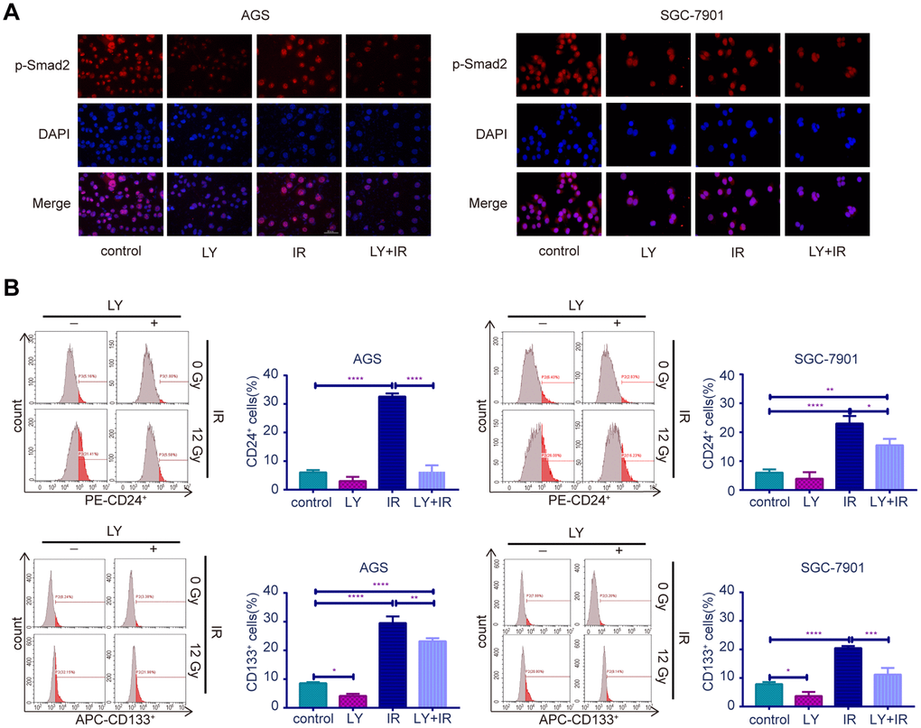 Effect of LY with or without irradiation on the expression of p-Smad2 and CSC markers in GC cell lines. (A) Immunofluorescence assay: representative results of the p-Smad2 expressions in GC cells after LY with or without irradiation treatment. (B) Flow cytometry analysis: the representative results of the expressions of the putative stem cell markers CD24 and CD133 in GC cells with or without LY and irradiation treatment.