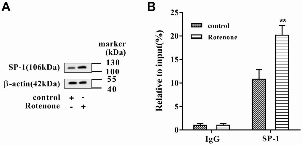 The binding between SP-1 and SNHG14 promoter was influenced by rotenone. Clonal mesencephalic DA cell line MN9D cells were treated with 1μmol/L rotenone. (A) SP-1 protein level in MN9D cells was determined by western blotting. (B) The binding activity of SP-1 to the promoter of SNHG14 was evaluated with chromatin immunoprecipitation (ChIP) assay. **P