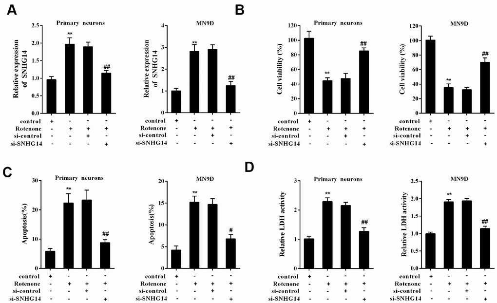 Interference of SNHG14 ameliorated DA neuron injury induced by rotenone. Primary mesencephalic neurons and MN9D cells were divided into 4 groups: control, Rotenone (Ro, 1μmol/L), Ro+si-control, and Ro+si-SNHG14. (A) The expression of SNHG14 in primary mesencephalic neurons and MN9D cells were measured by qRT-PCR. (B) Cells viability of two kinds of cells were detected by CCK8 assay. (C) Percentage of apoptotic cells in two kinds of cells was quantified using flow cytometry. (D) Relative LDH activity of two kinds of cells. **P##P