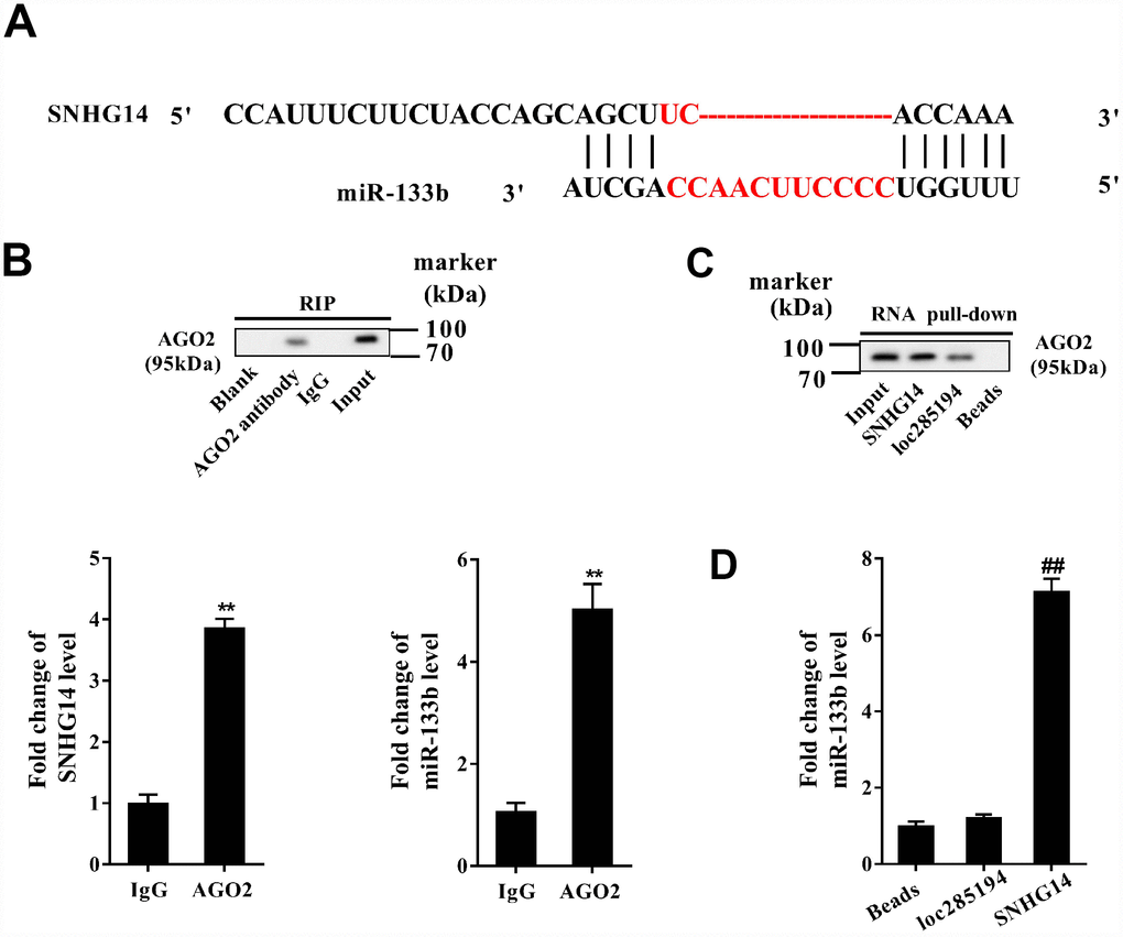 Direct interactions between SNHG14 and miR-133b in MN9D cells. (A) The potential binding sites between SNHG14 and miR-133b were shown. (B) AGO2-RNA immunoprecipitation (RIP) followed by qRT-PCR was conducted to determine SNHG14 endogenously associated with miR-133b. (C) RNA pull-down assay followed by western blotting determined AGO2 expression pulled down by biotin-labeled SNHG14. The use of biotin-labeled loc285194 was as a positive control for SNHG14. (D) The level of miR-133b in the pull-down complex was detected by qRT-PCR. **P##P 