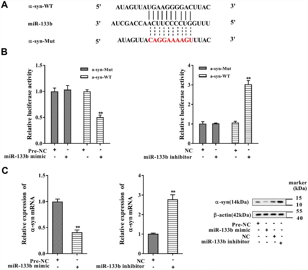 MiR-133b negatively regulated α-syn expression. (A) The complementary base pairs between miR-133b and α-syn 3′-UTR. (B) Regulatory role of miR-133b on α-syn expression was verified by using dual luciferase reporter gene assay. (C) The levels of α-syn mRNA and protein were analyzed with qRT-PCR and western blotting, respectively. **P