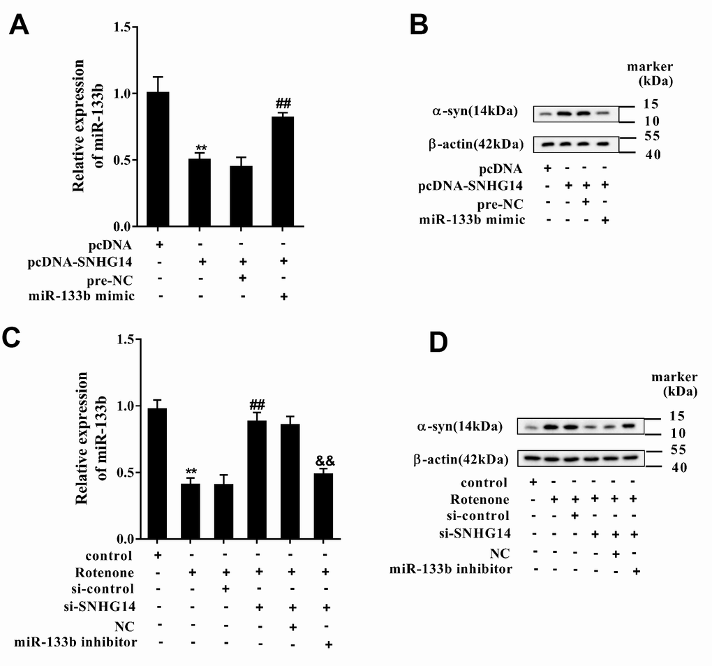 SNHG14/miR-133b regulated α-syn expression. MN9D cells were transfected with various vectors and treated with or without rotenone. (A) Relative expression of miR-133b was detected by qRT-PCR. (B) Level of α-syn protein was analyzed using western blotting. **P##PC) Relative expression of miR-133b was determined with qRT-PCR. (D) Level of α-syn protein was analyzed using western blotting. **P##P&&P