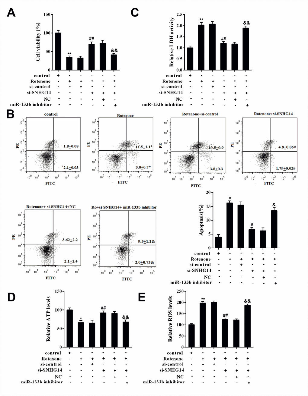 SNHG14/miR-133b affected DA neuron activity that damaged by rotenone. MN9D cells were transfected with various vectors and treated with or without rotenone. (A) Cells viability was detected by CCK8 assay. (B) Percentage of apoptotic cells was quantified using flow cytometry. (C) Relative LDH activity. (D) The level of ATP in each group was measured. (E) The level of ROS in each group was measured. **P##P &&P