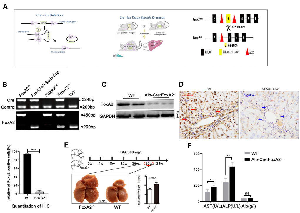 Establishment of the TAA-induced cholangiocarcinoma model. (A) Diagram of the DNA insertion site in the loxP alleles of FoxA2. The activation of albumin expression led to the abolishment of FoxA2 expression; (B) Electropherogram of tail DNA genotyping; (C, D) Western blotting and immunohistochemistry were performed to confirm the deletion of FoxA2 expression; (E) Gross observation of liver tissues at the indicated time points (Scale bar: 1 cm). Multiple nodes were detected in FoxA2-/- mice, and the liver / body weight ratio was significantly higher in FoxA2-/- mice; (F) The ALP and ALT levels were higher in FoxA2-/- mice based on the serum biochemistry test. ALP: alkaline phosphatase; ALT: Alanine amino-transferase; ALB: albumin.