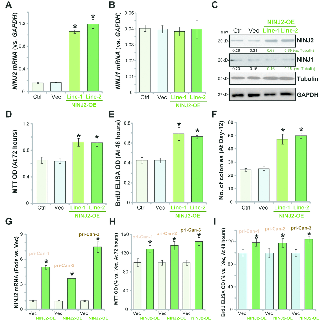 Ectopic overexpression of NINJ2 promotes CRC cell survival and proliferation. The lentivirus encoding NINJ2 cDNA construct was added to HT-29 cells. Via selection by puromycin two stable cell lines (“Line-1/-2”) were established. Control cells were infected with virus encoding empty vector (“Vec”); Expression of NINJ2 mRNA (A), NINJ1 mRNA (B) and listed proteins (C) were shown; Cells were further cultured for the indicated time periods, cell survival was tested by MTT assay (D); Cell proliferation was tested by BrdU incorporation assay (E) and soft agar colony formation assay (F); The primary human colon cancer cells (“pri-Can-1/-2/-3”) were infected with lentivirus encoding NINJ2 cDNA construct (“NINJ2-OE”) or the empty vector (“Vec”); Cells were cultured for the indicated time periods; NINJ2 mRNA expression was tested by qPCR assay (G); Cell survival and proliferation were tested by the MTT assay (H) and BrdU incorporation assay (I), respectively. For each assay, n=5. NINJ1 and NINJ2were normalized to the loading control Tubulin (C). * Pvs.“Vec” cells. Experiments in this figure were repeated three times, and similar results were obtained.