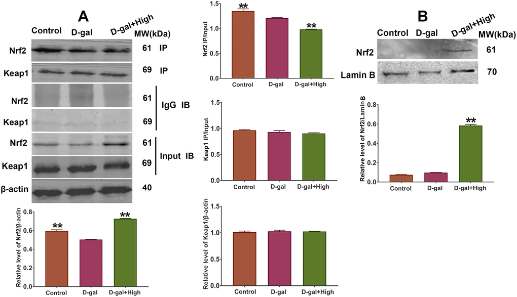 Effect of Prob on the expression and dissociation of Keap1/Nrf2 complex. (A) The dissociation of Keap1/Nrf2 complex was assessed by Co-IP assay. (B) The protein expression of Nrf2 in nucleus was assessed by Western blot assay. Data in each experiment represent mean ± SEM from 4-5 independent samples. Statistically significant differences were calculated by one-way ANOVA using the SPSS 20.0 software. ** P