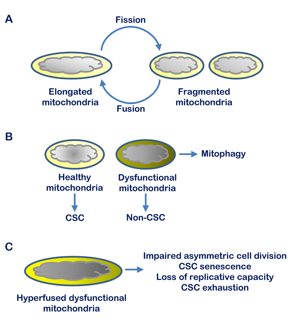Mitochondrial fission and maintenance of the cancer stem cell pool in prostate tumors. (A) Mitochondrial dynamics comprises cycles of organelle fusion and fission ensuring the fitness of the mitochondrial population in a cell. (B) Mitochondrial fission allows removal of dysfunctional organelles by mitophagy and segregation of aged, non-functional mitochondria to non-stem cells during cell division. (C) Blocking mitochondrial fission, as in the case of BRD4 knockdown or treatment with BET inhibitors, impairs correct segregation and clearance of dysfunctional mitochondria during asymmetric cell division with consequent senescent and exhaustion of prostate cancer stem cells.