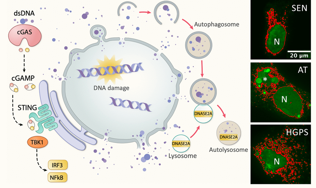 Damaged nuclear DNA export, sensing and clearance in aging-related inflammation. Left, schematic showing nuclear-autophagy-lysosome DNA clearance pathway in which nuclear DNA trafficked to cytosol is enclosed by autophagosomes and delivered to lysosomes for degradation by DNASE2A. Excess extranuclear DNA accumulated upon increased DNA damage (old cells), deficit repair (AT), deformed nuclear barrier (HGPS), or defective degradation (Dnase2a-/-), can activate innate DNA sensing cGAS-cGAMP-STING pathway and induce aging-associated IFN response and inflammation. Right, immunofluorescent images of anti-dsDNA staining (green) in replicative senescent (SEN), AT and HGPS human fibroblasts. Pseudo-colored (red) overlaid to enhance visualization of lobulated nuclear envelop and excess extranuclear DNA burden in forms of buds, speckles and large aggregates (asterisk in AT); N, nucleus.