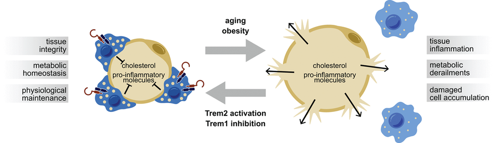 Lipid-Associated Macrophage (LAM) cells expressing Trem2 surround adipocytes in “crown-like structures” thereby preventing leakage of potentially harmful substances to the periphery with systemic consequences. Aging and/or obesity may eventually lead to a loss of LAM cells and thus bursting of hypertrophic adipocytes. Metabolic derailments could putatively be counteracted by activation of Trem2 or pharmacological inhibition of Trem1.