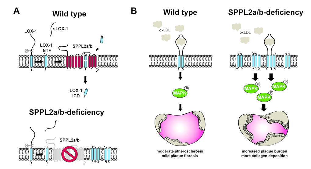 LOX-1 cleavage by the intramembrane proteases SPPL2a/b is athero-protective. (A) After proteolytic cleavage of the LOX-1 ectodomain, the remaining N-terminal fragment (NTF) is further processed by the intramembrane proteases Signal peptide peptidase-like 2a/b (SPPL2a/b). Thereby, the LOX-1 intracellular domain (ICD) is released into the cytosol. In SPPL2a/b-deficient cells, the uncleaved LOX-1 NTF accumulates in the membrane. (B) LOX-1 is a receptor for oxidized LDL (oxLDL). Following binding of oxLDL, LOX-1 triggers pro-atherogenic MAP kinase signalling, which can be enhanced by accumulating NTFs in SPPL2a/b-deficient cells. In parallel, the LOX-1 NTF can signal autonomously in a ligand-independent way.
