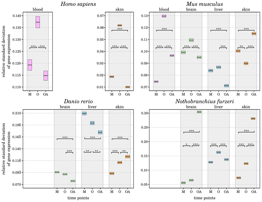 Change of relative standard deviations of gene expression in all four species with age. For each investigated species and tissue, the measured variance in transcript expression of the preselected senescence- and inflammation-related genes is displayed for every time point (M – mature, O – old, OA – old-aged). The upper and lower bounds of the box plots represent the respective 2.5% percentiles. All displayed differences in the mean variance of gene expression among the aged and old-aged time points and almost all other age comparisons are significant (*: p-Value ≤ 0.01, **: p-Value ≤ 0.001, ***: p-Value ≤ 0.0001,) within each tissue and species, individually. A general decrease of variance in gene expression can be observed in the old-age time points, except for the skin samples of Mus musculus, Danio rerio and Nothobranchius furzeri. This indicates a tighter control of inflammaging processes in long-lived individuals, reducing negative effects and helped them to reach the high age. For detailed information, see Supplementary Data 4.