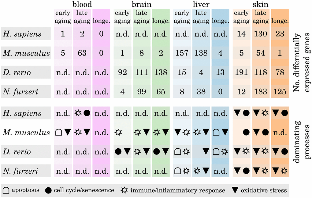 Differentially expressed genes during tissue aging and associated biological processes. The upper part shows the number of identified differentially expressed genes (DEGs) within all three age comparisons (early aging, late aging, longevity) in every investigated species and tissue. The lower part shows for every comparison the dominant biological processes as determined by the majority of the annotated functions of the respective DEGs. Note that in some comparisons only few DEGs could be identified and hence may only poorly reflect the underlying age-related processes (n.d. – no data). For detailed information, see Supplementary Data 6 and Supplementary Data 11.