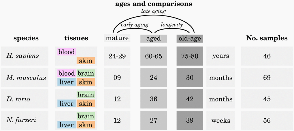 Overview of the analyzed high-throughput transcriptomic data. For each of the four investigated species, up to four different tissues were sampled at three different ages: one mature (M) time point, one aged (A) time point and one old-aged (OA) time point. Three different comparisons were made to reveal significant differences in expression of genes during early aging (M vs. A), late aging (M vs. OA) and longevity (O vs. OA). For more details, see Supplementary Data 1.