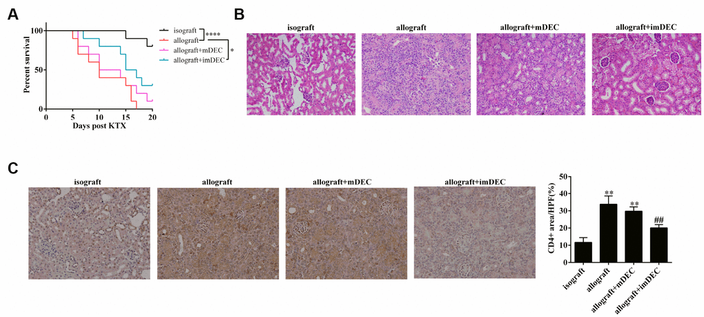 imDEC relieved acute rejection after kidney transplantation. Mice were divided into four groups: isograft group (n=10), allograft group (n=10), allograft+mDEC group (n=10), and allograft+imDEC group (n=10). (A) The percent of survival in isograft group, allograft group, allograft+mDEC group, and allograft+imDEC group. ****PB) H&E staining of kidney tissue (n=7) showed that the inflammatory response was relieved in allograft+imDEC group compared with allograft group. (400×magnification). (C) CD4 staining of kidney tissue (n=7) showed that CD4+T cell infiltration was reduced in allograft+imDEC group. Image J was used to analyze the images and calculate the CD4+ area. (400×magnification). **P
