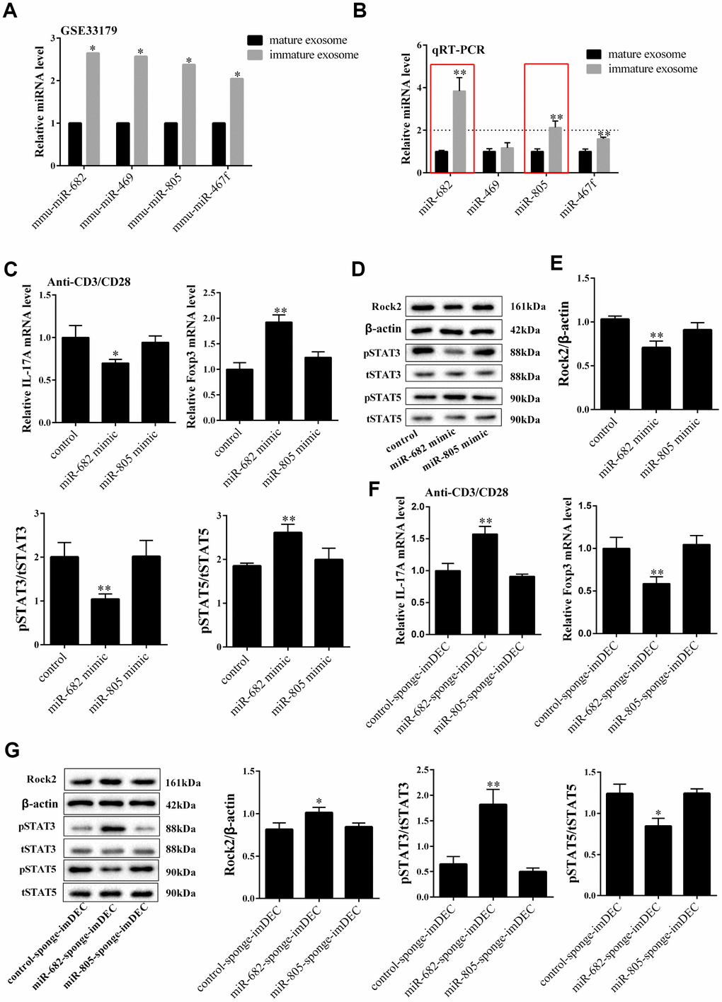 miR-682 was highly expressed in imDEC which suppressed the IL17+CD4+T cells and promoted the Foxp3+CD4+T cells. (A) According to the information of GSE33179, the expressions of miR-682, miR-649, miR-805 and miR-467f in imDEC and mDEC. (B) qRT-PCR detected the expressions of miR-682, miR-649, miR-805 and miR-467f in imDEC and mDEC. *PC) Under anti-CD3/CD28 activated condition, mRNA level of IL-17A and mRNA level of Foxp3 were detected in control, miR-682 mimic and miR-805 mimic groups. ROCK2, p-STAT3 and p-STAT5 expressions in control, miR-682 mimic and miR-805 mimic groups. *PD-E) The expression of STAT5, STAT3 and ROCK2 were measured in control, miR-682 mimic and miR-805 mimic groups. (F) Under anti-CD3/CD28 activated condition, mRNA level of IL-17A and mRNA level of Foxp3 were detected in control-sponge-imDEC, miR-682-sponge-imDEC and miR-805-sponge-imDEC groups. (G) The expression of STAT5, STAT3 and ROCK2 were measured in control-sponge-imDEC, miR-682-sponge-imDEC and miR-805-sponge-imDEC groups. The expression of p-STAT5, p-STAT3 and ROCK2 were measured in control-sponge-imDEC, miR-682-sponge-imDEC and miR-805-sponge-imDEC groups. **P