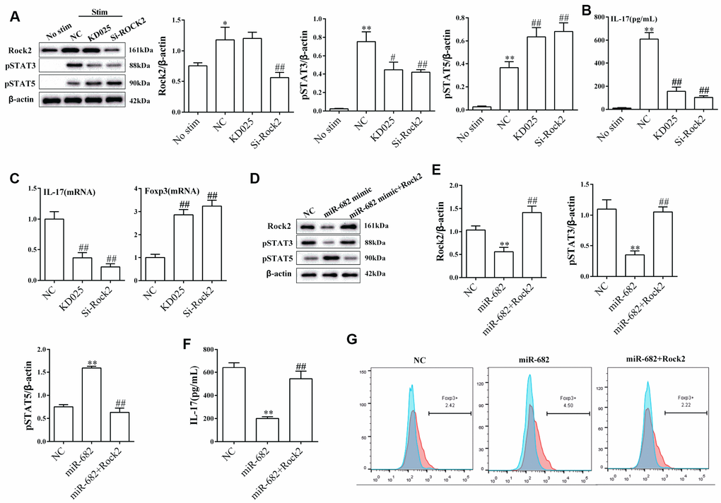 miR-682 regulated T cell differentiation via ROCK2 under Th17 polarization condition. T cells were divided into no stimulation group, NC group (under Th17 polarization stimulation), ROCK2 selective inhibitor KD025 group (under Th17 polarization stimulation) and si-ROCK2 group (under Th17 polarization stimulation). (A) The expressions of ROCK2, p-STAT3 and p-STAT5 were measured by western blot in the four groups. (B) IL-17 secretion was detected by ELISA in the four groups. **PC) IL-17 mRNA level and Foxp3 mRNA level were detected by qRT-PCR. ##PD–E) The expression of ROCK2, p-STAT3 and p-STAT5 were detected by western blot. (F) IL-17 secretion was detected by ELISA. **PG) The percentage of Foxp3+CD4+T cells was detected by flow cytometry.