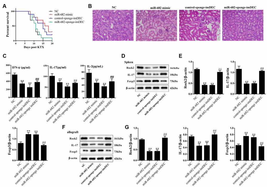 imDEC regulated acute rejection after kidney transplantation through miR-682. 10 μg control-sponge-imDEC, miR-682-sponge-imDEC or miR-682 mimic was injected into the allograft model mice via the tail vein 24 hours before and after transplantation (ten mice in each group). Allograft mice were used as NC (n=10). (A) The survival rate in control-sponge-imDEC group, miR-682-sponge-imDEC group, miR-682 mimic group and NC group. (B) H&E staining showed that the remission effect of miR-682-sponge-imDEC on renal inflammation, indicating that imDEC could regulate acute rejection after kidney transplantation through miR-682. (C) Serum IL-2, IL-17 and IFN-γ levels were detected in control-sponge-imDEC group, miR-682-sponge-imDEC group, miR-682 mimic group and NC group.**PD–G) The proteins of T cells were extracted from the spleen and allograft kidney tissues, and the ROCK2, IL-17 and Foxp3 expressions were detected in control-sponge-imDEC group, miR-682-sponge-imDEC group, miR-682 mimic group and NC group.