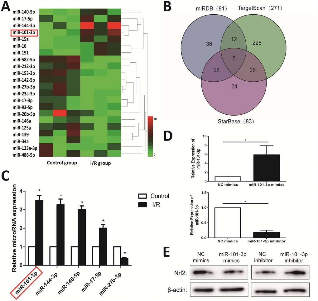 Differentially expressed miRNAs in testicular tissues of rats induced by I/R injury based on microarrays. (A) Hierarchical clustering analysis of the differentially expressed miRNAs between Control and I/R injury testis samples in rats. (B) A schematic diagram used to search the target miRNAs of Nrf2 in three databases. (C) Validation of the five differently expressed miRNAs in rats caused by I/R injury based on real-time PCR assay. (D) MiRNA-101-3p expression level of TM3 after transfecting miR-101-3p mimics and inhibitor. (E) Nrf2 expression level of TM3 after transfecting miR-101-3p mimics and inhibitor. All data are expressed as the mean ± SD. *significant difference vs. Control group (P).