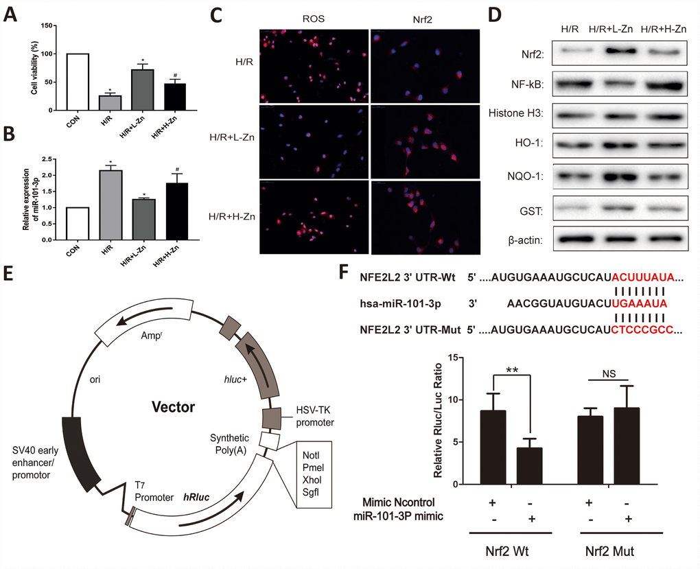 Zinc up-regulated miR-101-3p via Nrf2/HO-1 signaling pathways in TM3 Hypoxia/Reoxygenation (H/R) model. (A) Cell viability of TM3 in Control, H/R injury, and H/R injury treated with Zinc groups. (B) MiRNA-101-3p expression level in H/R with or without Zinc pretreatment groups. (C) The intracellular ROS and Nrf2 levels in H/R with or without Zinc pretreatment groups. (D) Protein levels of Nrf2, NF-κB, HO-1, NQO-1 and GST of TM3 in different groups. Histone H3 and β-actin were used as a protein control to normalize volume of protein expression. (E) The construction diagram of the target genes (Nrf2) double-luciferase reporter genes. (F) The relative luciferase expression with Nrf2 3′-UTR after co-transfection with miR-101-3p mimics or NC mimics in TM3. Data are expressed as mean±SD. *significant difference vs. Control group (P); #significant difference vs. H/R group (P); **p 