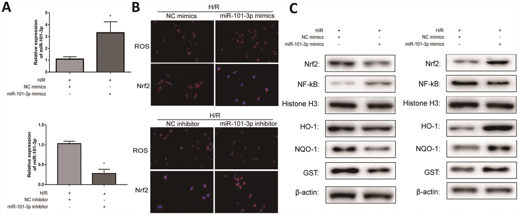 Transfecting miR-101-3p mimics and inhibitor regulated H/R-induced oxidative damage in vitro. (A) MiRNA-101-3p expression level of TM3 in H/R group after transfecting miR-101-3p mimics and inhibitor. (B) The intracellular ROS and Nrf2 of TM3 in H/R group after transfecting miR-101-3p mimics and inhibitor. (C) Protein levels of Nrf2, NF-κB, HO-1, NQO-1 and GST of TM3 after transfecting miR-101-3p mimics and inhibitor. Histone H3 and β-actin were used as a protein control to normalize volume of protein expression. Data are expressed as mean± SD. *significant difference vs. Control group (P