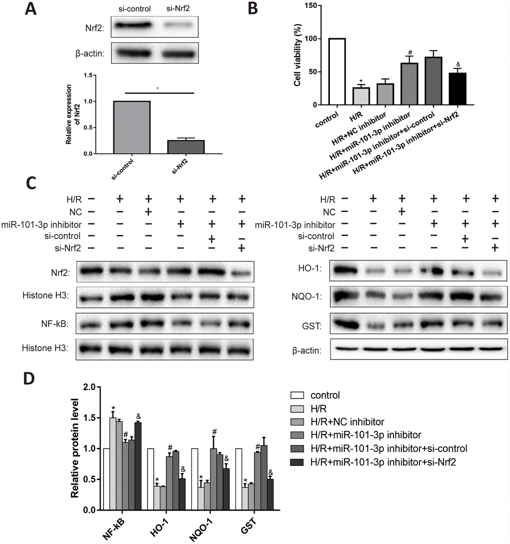 The interaction between miR-101-3p and Nrf2 in TM3. (A) Protein levels and statistical analyses of Western blotting results of Nrf2 in TM3 which administrated with si-Nrf2. (B) Cell viability of TM3 in different treated groups. (C) Protein levels of Nrf2, NF-κB, HO-1, NQO-1 and GST of TM3 in different groups. Histone H3 and β-actin were used as a protein control to normalize volume of protein expression. (D) Statistical analyses of Western blotting results in Nrf2, NF-κB, HO-1, NQO-1 and GST expression levels in different groups. Data are expressed as mean±SD. *significant difference vs. Control group (P#significant difference vs. H/R+NC inhibitor+si-Control group (P&significant difference vs. H/R+miR-101-3p inhibitor+si-Control group (P
